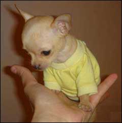 Teacup Chihuahua Puppies on Teacup Chihuahua Puppies Pictures  1